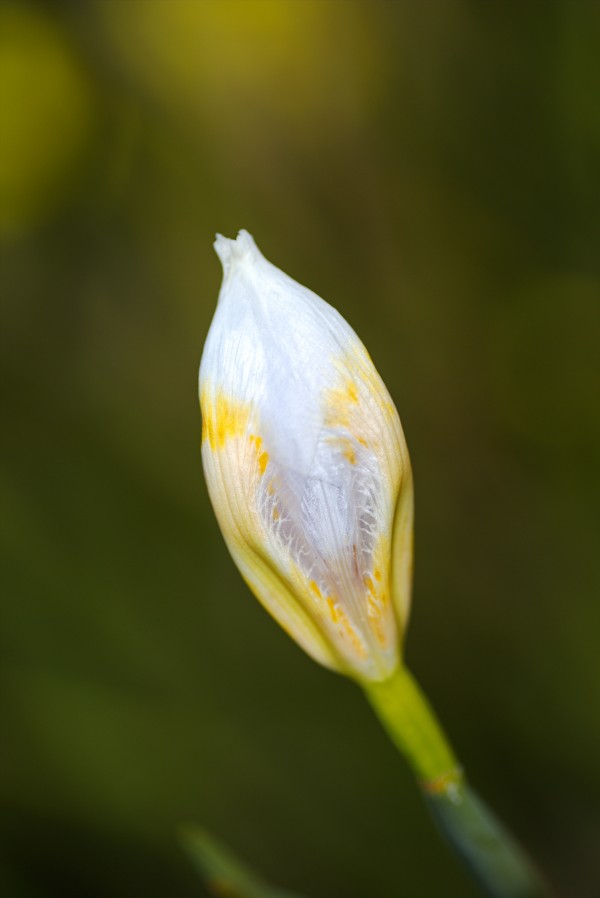 The Iris Bud by Joy Watson